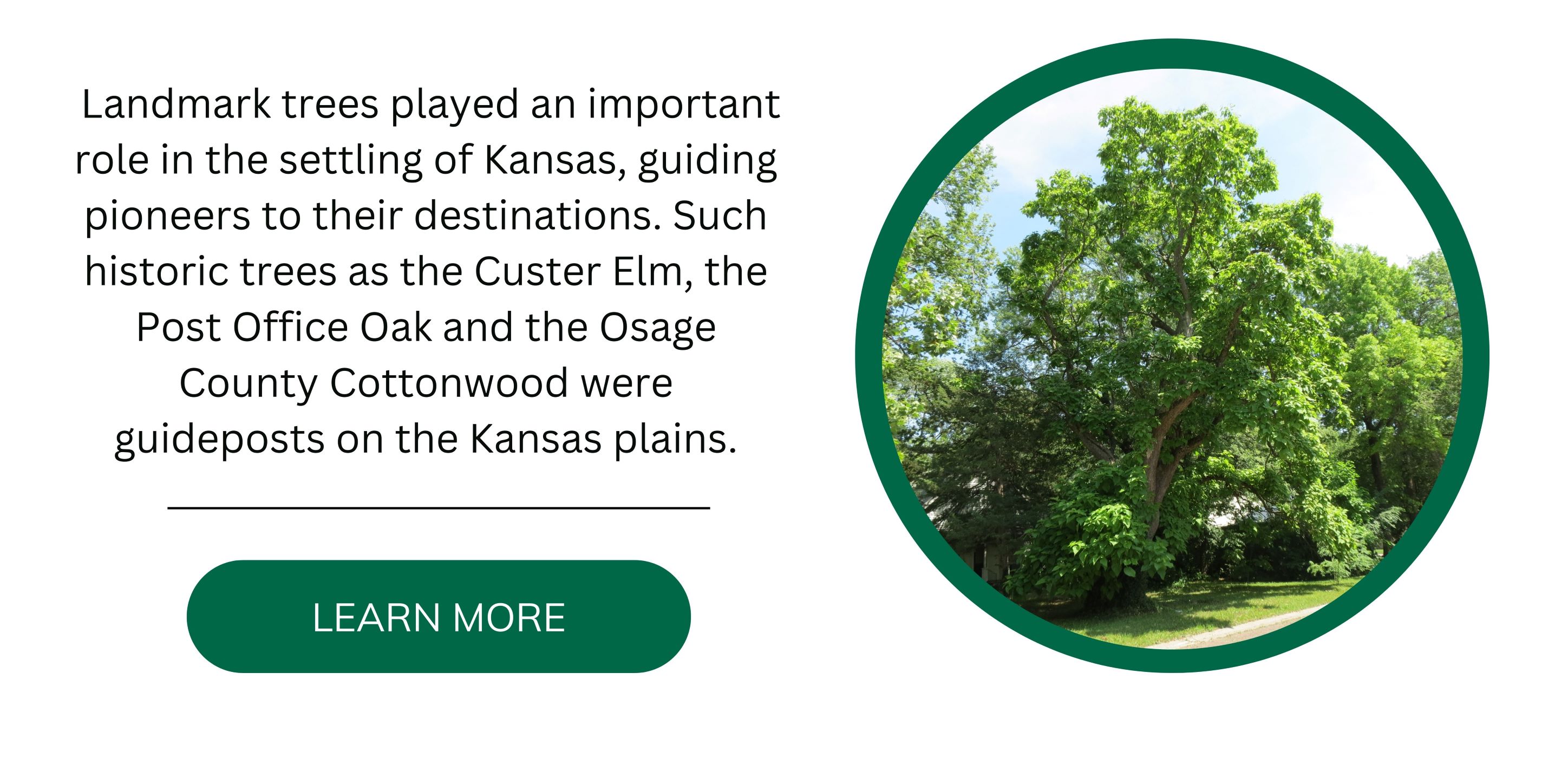 Champion Trees Kansas Forest Service Kansas State University